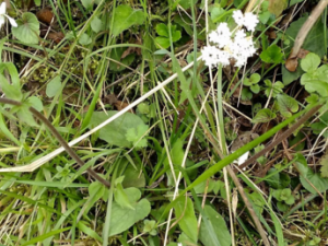 ֩����Ĺ�Ч������ ֩������÷�����