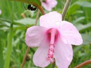 ��Ҷݡ��Ĺ�Ч������ ��Ҷݡ����÷�����