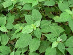 ��Ҷ�Ĺ�Ч������