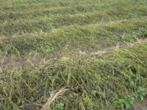 �Ӿ�ƣ����ô�� ���������ƣ