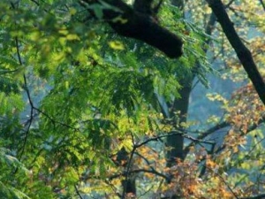 ����ľ�Ĺ�Ч������ ����ľ�÷�����