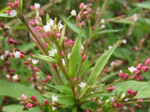 �ϼ�ݵĹ�Ч���� �ϼ�ݵ��÷�