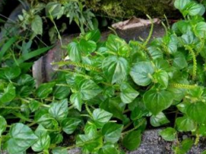 �ݺ����Ĺ�Ч �ݺ����Ĺ�������