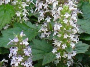 ��ζһ֦��Ĺ�Ч����