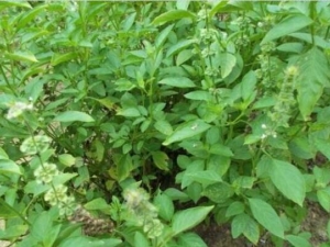 ��Ҷɢ���Ĺ�Ч������