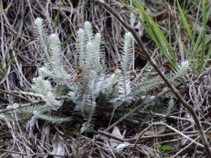 ë¹ײݵĹЧ ë¹ײݵ÷