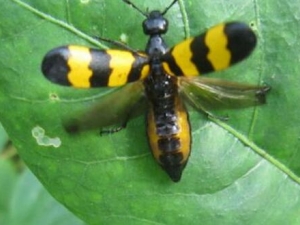 �����Ĺ�Ч�����ü�����