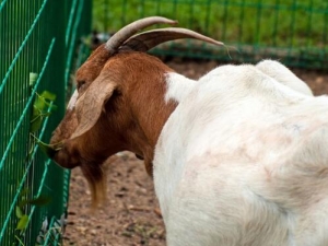 �����Ӫ����ֵ �����ʳ�÷���