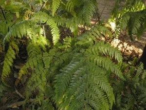 ����ާ�Ĺ�Ч������ ����ާ�ĸ���