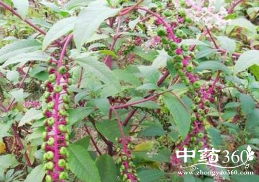 山萝卜的功效与作用