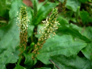 ���ǲݵĹ�Ч������ ���Ƚⶾ ����ֹʹ