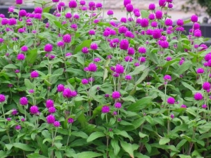 ǧ�պ�Ĺ�Ч������