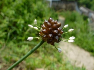 ޯ�׵Ĺ�Ч������ ޯ�׺ʹа׵�����