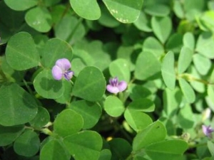 �����ݵĹ�Ч������ ������ʪ ��Ѫֹʹ