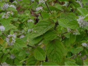 СҶ���ܹܵĹ�Ч������