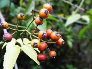 小果千金榆的功效与作用 治劳倦疲乏 跌打损伤