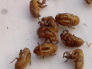 ���ɵĹ�Ч�����ü�����