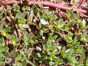 ���Ӳ˵Ĺ�Ч������ ���Ӳ˵��β��鷽