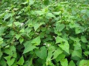 ����Ҷ�Ĺ�Ч������ ����Ҷ�÷�����