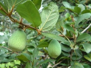 ��ľ���Ĺ�Ч������ ��ľ������