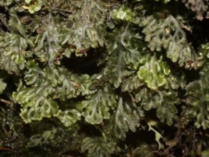 ����Ĥާ�Ĺ�Ч������