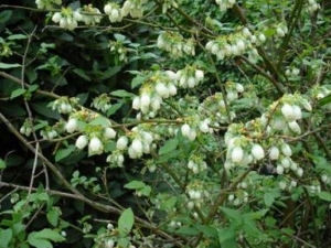 �����ӵĹ�Ч������