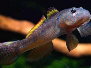 ���y�����Ӫ����ֵ