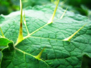 ������Ĺ�Ч���� �������ʹ�÷���