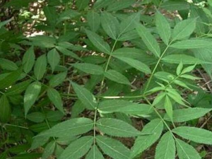 �ŵ����Ĺ�Ч���� ��Ѫ���� ֹѪ����