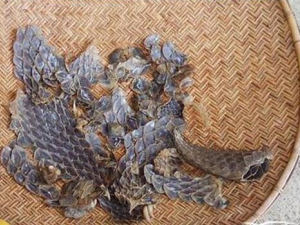 ��ɽ����Ƭ������