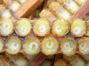 ���Ʒ�ʪ�������� ���Ʒ�ʪ����ʲô��