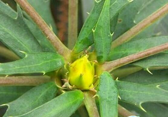 【图片】十大功劳叶的功效与作用|十大功劳叶的附方