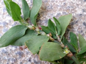 �q��Ĺ�Ч������ �q��ĸ���