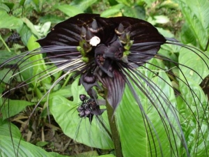 ���ֵ��Ĺ�Ч�����ü�����