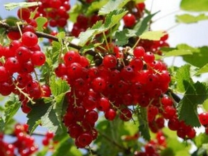 ������Ӫ����ֵ ������ʳ�÷���