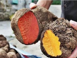 �����Ĺ�Ч������ ����������Ӧ��