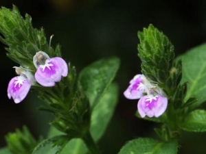 �����Ĺ�Ч������ ����������Ӧ��