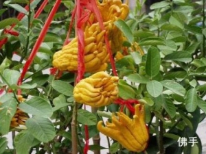 ���ֵ�Ӫ����ֵ ���ֵ�ʳ�÷���