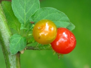 ��˿�ߵĹ�Ч������  ֹ�������