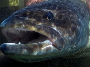 �������Ӫ����ֵ �������ʳ�÷���