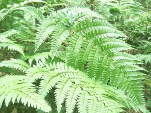 ���ڿ���ֹѪ�� ���ڵļ��𷽷�