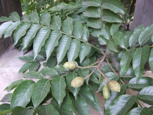 ��鬵Ĺ�Ч������