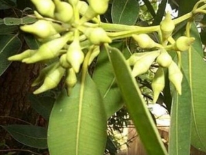 ��Ҷ��Ҷ�Ĺ�Ч�����ü�����