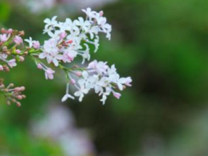 �ض���Ĺ�Ч���� �ض�����÷�����