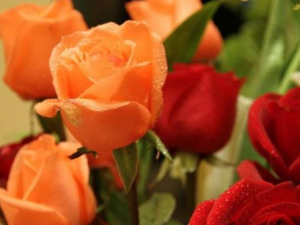 �˰�Ĺ�Ч���� �˰���÷�����