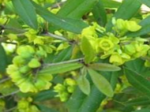 �Ļ����Ĺ�Ч���� �Ļ������÷�����