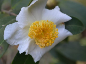 ����ľ���Ĺ�Ч���� ����ľ�����÷�