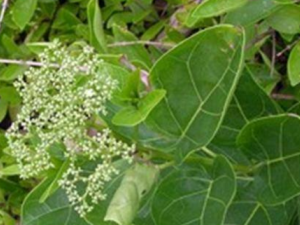 ���ƾ��ӵĹ�Ч���� ���ƾ��ӵ��÷�