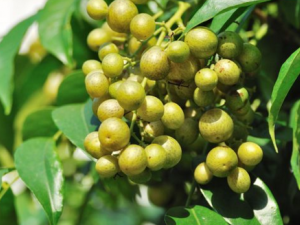 ����Ƥ�Ĺ�Ч���� ����Ƥ���÷�