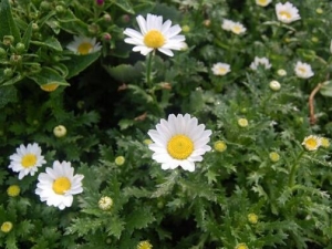 ���յĹ�Ч������ ���Ƚⶾ ����ֹѪ